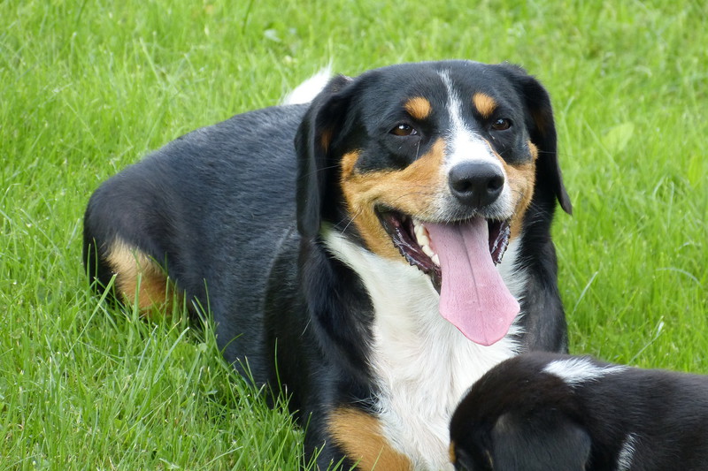 Produktbild von Entlebucher Sennenhund Welpe Foto & Bild | Tiere, Haustiere, Hunde
